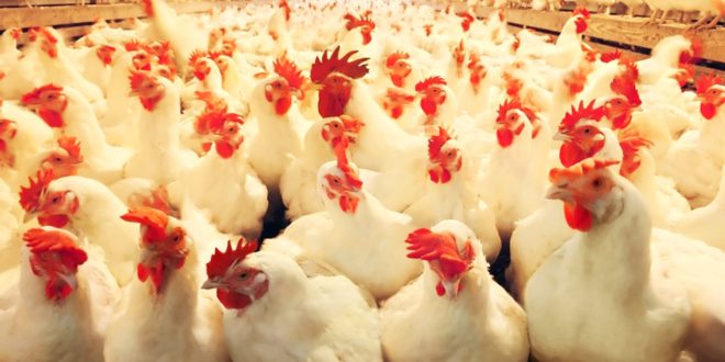 Al Kafeel Poultry Slaughterhouse