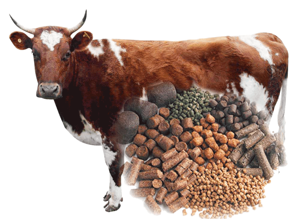 Description of the feed factory project